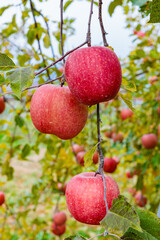 Delicious Fuji apples ripening beautifully in the orchard.