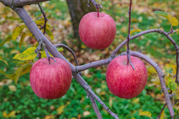 Delicious Fuji apples ripening beautifully in the orchard.