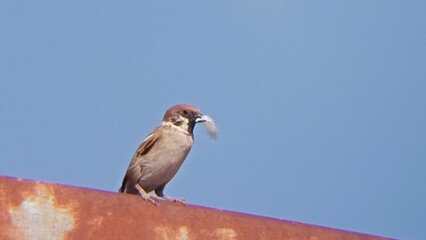red billed hornbill