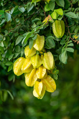 Close-Up of Ripe Starfruit Cluster on Tree Branch