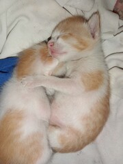 Cats are sleeping while cuddling