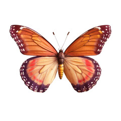 Fototapeta premium A Detailed Close-Up of a Vibrant Orange Butterfly with Black and White Spots