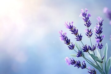 Obraz premium Lavender blooming in nature background floral environment soft light peaceful viewpoint
