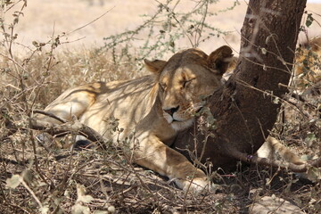 Lion