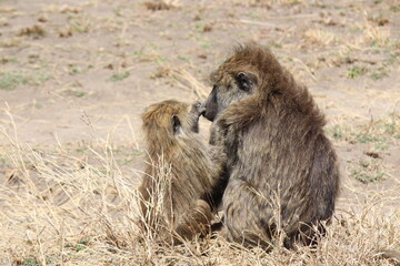 parent and child