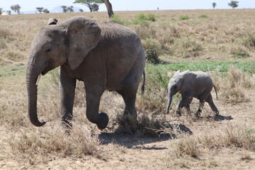 Fototapeta premium Elephants