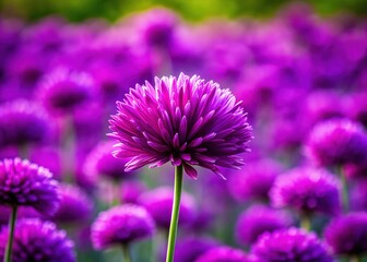 Obraz premium Close-up, vibrant purple flower, AI-enhanced floral macro.