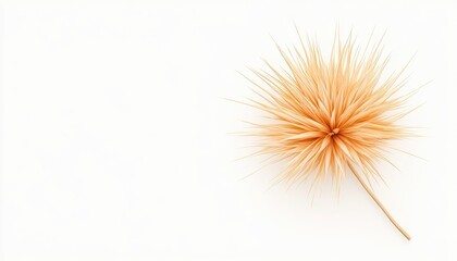 Delicate orange spiky flower on a clean white background, emphasizing natural beauty and simplicity