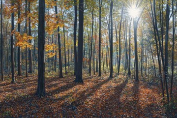 Autumn sun rays in forest; fall leaves, nature background, wallpaper