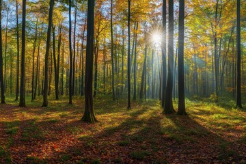 Obraz premium Autumn sunbeams through deciduous forest, nature wallpaper