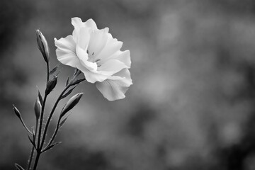 Serene Monochrome Flower Photograph with Textured Background