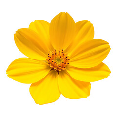 Obraz premium Golden yellow Cosmos flower with a cheerful appearance.