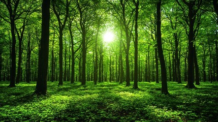 Obraz premium A sunlit green forest scene, with light filtering through the trees, emphasizing environmental conservation and the preservation of habitats to protect biodiversity in a realistic photo.