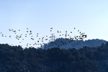 flock of wild ducks flying in the sky