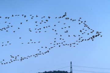 flock of wild ducks flying in the sky