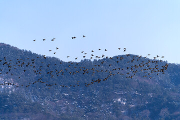 flock of wild ducks flying in the sky