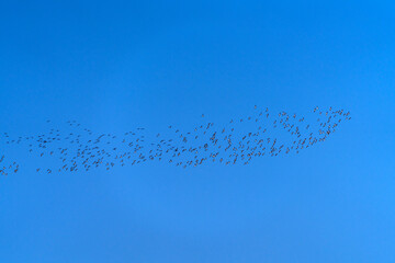 flock of wild ducks flying in the sky