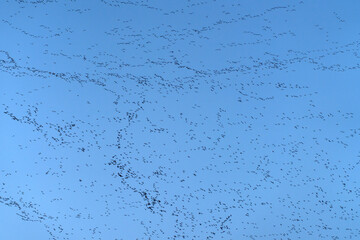 flock of wild ducks flying in the sky