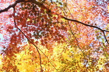 冬に華やかな楓