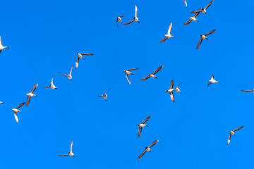 Baikal Teal flock dance in the sky