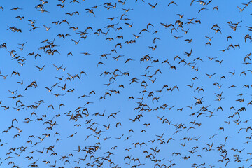 Baikal Teal flock dance in the sky