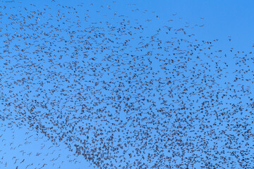 Baikal Teal flock dance in the sky