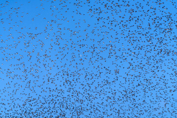Baikal Teal flock dance in the sky