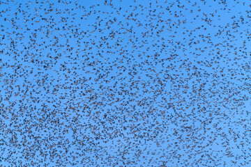 Baikal Teal flock dance in the sky