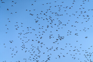 Baikal Teal flock dance in the sky