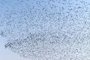 Baikal Teal flock dance in the sky