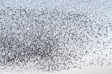 Baikal Teal flock dance in the sky
