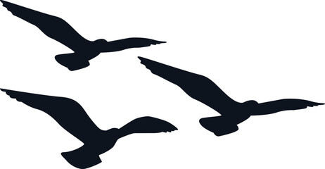 three silhouette bird  vector seagull