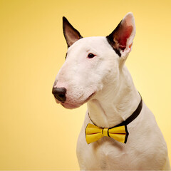 A white Bull Terrier in a yellow bow tie poses confidently against a bright yellow background, radiating charm and elegance. The minimalist setup draws attention to the dog's expressive features.