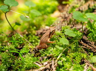Rana tagoi in the forest. The tago frog is a Japanese frog.