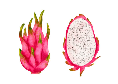 The Vibrant Dragon Fruit and Its Exquisite and Intriguing CrossSectional Appearance
