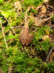 Rana tagoi in the forest. The tago frog is a Japanese frog.