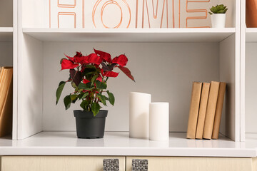 Shelves with books, houseplant and stylish decor, closeup