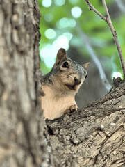 squirrel on a tree