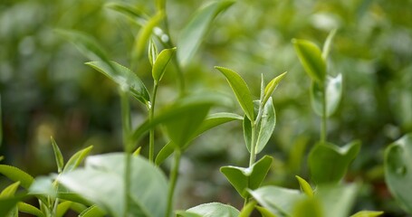 Obraz premium Green tea tree leaves field young tender bud herbal Green tea tree in camellia sinensis organic farm. Close up Fresh Tree tea plantations mountain green nature in herbal farm plant background morning