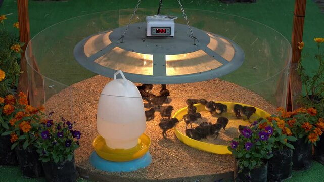 Baby black chicks gathered under a heat lamp in a circular incubator brooder surrounded by flowers featuring feeding trays water dispenser and a thermostat display