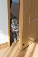 ドアのすき間を通る猫　シャムトラ猫