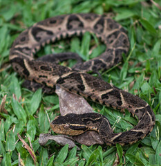 close up of a snake