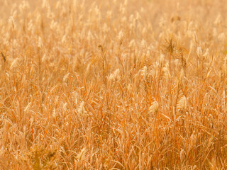 季節外れのの暖かい日にススキが輝く