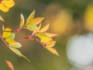 野薔薇の葉が色づいて輝いています06