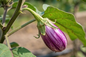 Close-up of the blossom end of a ripe purple eggplant on the bush showcasing its delicate texture and color, flower head, vegetable specimen, close-up, delicate texture