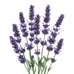 Naklejka premium Isolated lavender flowers on a transparent background, perfect for design use
