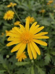 Yellow marguerite Daisy or Paris daisy flower in bloom. Beautiful planted in the yard.