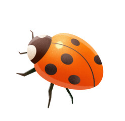 ladybug on white background