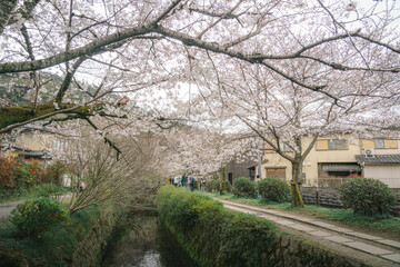 Cherry blossom background on the streets of Japan in spring