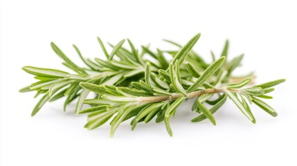 Fototapeta premium Rosemary plant, fresh herb branch with green leaves isolated on white background. Organic aromatic spices for cooking food, culinary. Rosemary sprigs, vector realistic illustration